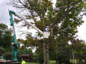 removing a dying tree in a cherry picker