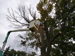 safely removing dead branches from a tree