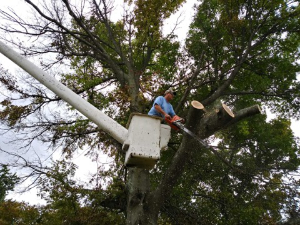 removing a large dying tree from a cherry picker