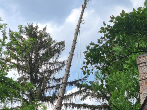 closeup of a large dead tree leaning towards a house