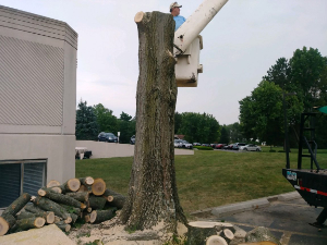 removing a tree trunk in a cherry picker