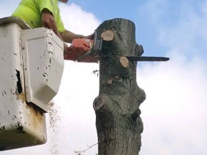 closeup of a tree trunk removal