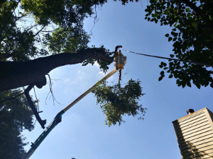 view of a tree trimming from the ground
