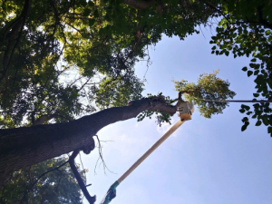 trimming a large tree from a cherry picker
