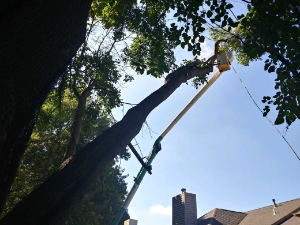 using a cherry picker to safely trim tree branches